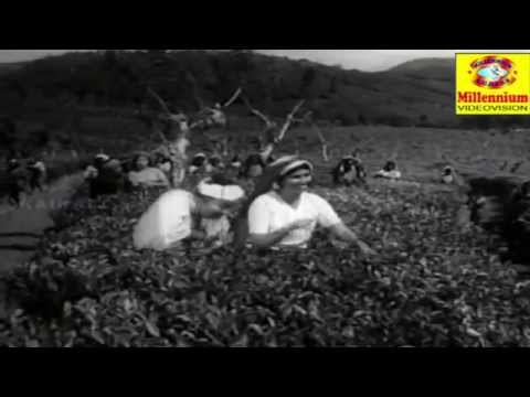 Maamalayile Poomaram" - Malayalam Film Song - Aparadhi