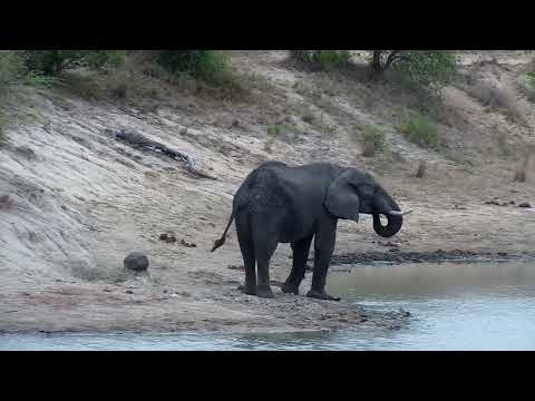 Djuma: Loan Elephant bull drinks at the dam - 08:02 - 10/15/2022