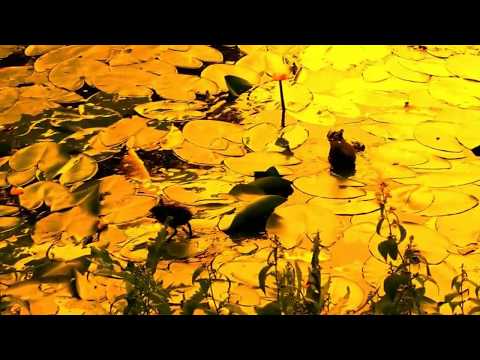 Misty Bywater - Paint Me Gold