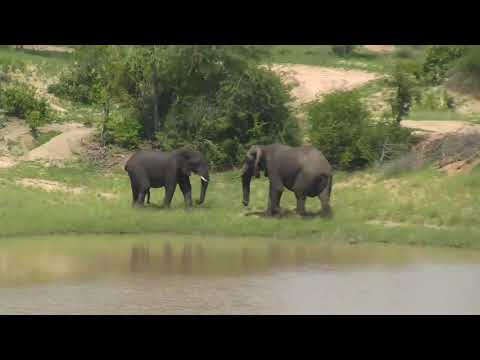 Djuma: Two Elephants enjoying the fresh water in the dam - 14:10 - 01/08/19