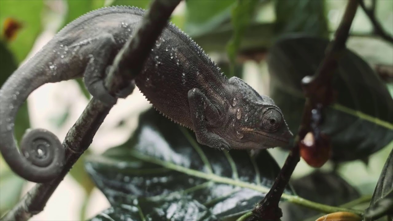 Io - Madagascar song (Official video)