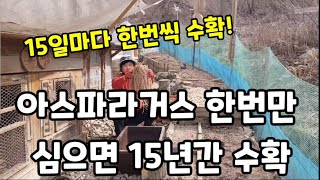 베란다 화분에 아스파라거스" 심어 15년간! 15일에 한번씩 수확!  #아스파라거스키우기 #혈액순환에좋은채소…