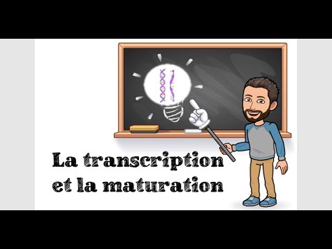 LA TRANSCRIPTION ET LA MATURATION DE L'ADN - #2 1ère Spé SVT