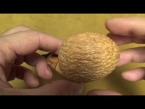 Pipa Santambrogio rusticata naturale Major - Light Bent Tomato - SS270