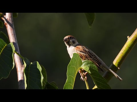 Птиците на Македонија