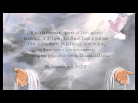 Arbol video