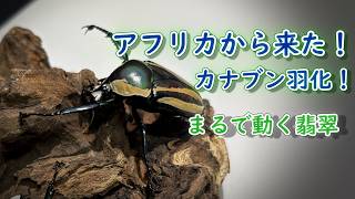 [シロヘリオオツノカナブン]人生初の繭玉割り！