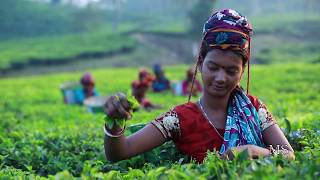 সিলেটের চা বাগান