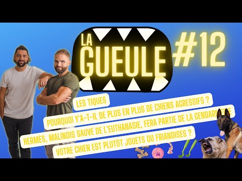 La Gueule ! #12 - Chiens agressifs - Malinois sauvé de l'euthanasie - Les tiques