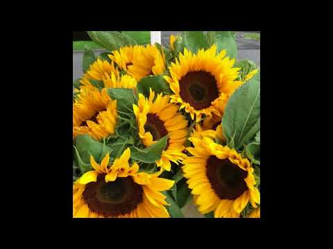 Argot Retro - Hold The Saké 酒