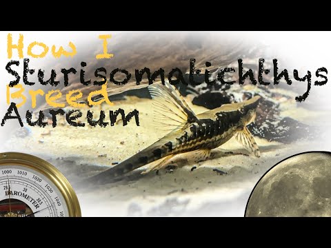 How I breed Sturisomaticthys Aureum Whiptail