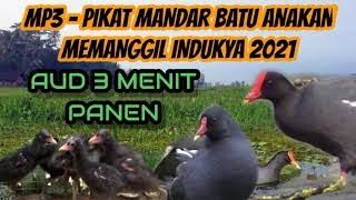 Download lagu Mp3 suara anak Burung Mandar Full pikat mp3 Download lagu Mp3 suara anak Burung Mandar Full pikat mp3