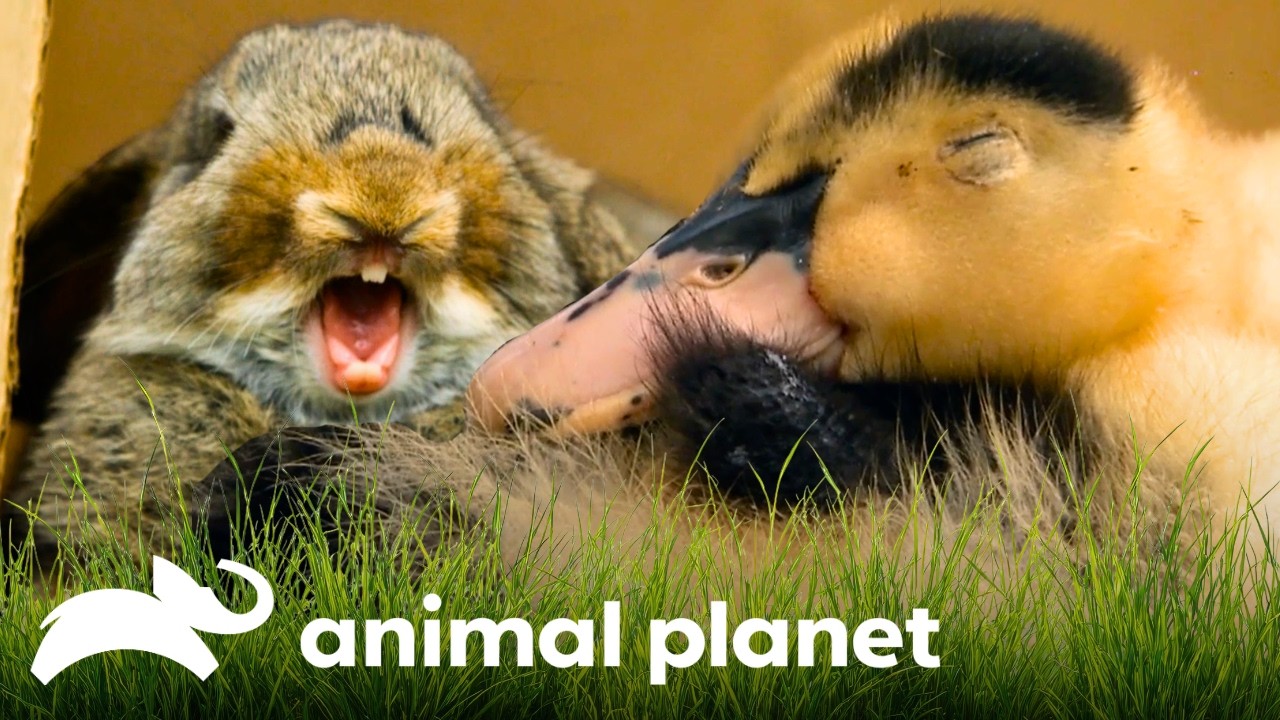 Bunnies, Duckies, Lambs & More! | Too Cute! | Animal Planet