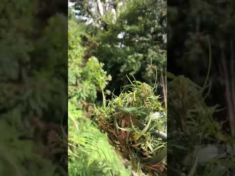 The wild marijuana, in high altitude