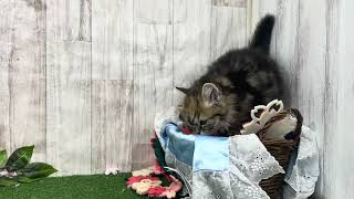 スコティッシュフォールドの動画01