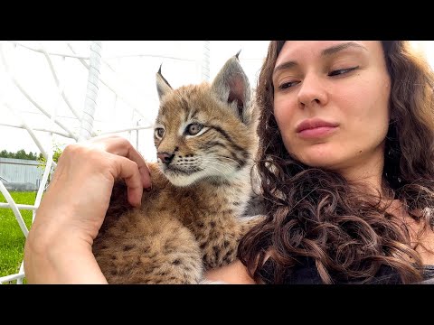 LYNX Martin hunts his kitten / Took the lynx kitten from her mother