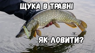 Щука у травні: де ловити і на що — тактики та місця 