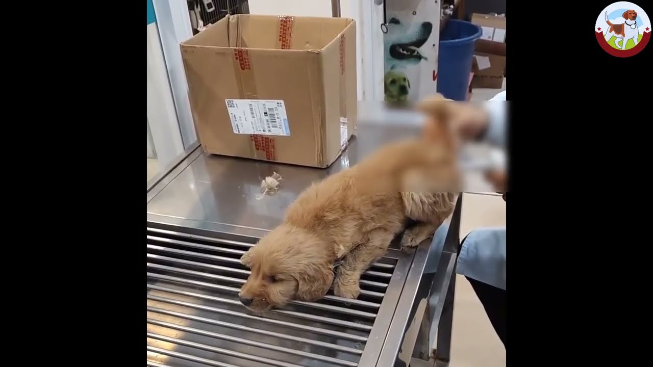 He lay exhausted, tears streaming down his cheeks, as if he had given up hope of survival