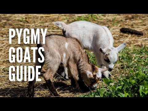 , title : 'Pygmy Goats: All You Need to Know'