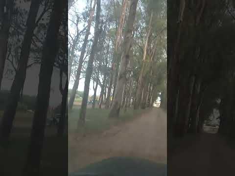 Túnel verde no sindicato rural de Jaguarão RS #verão #tunelverde #sindicatorural