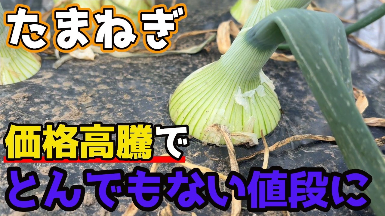 【たまねぎ】が価格高騰してしまっている理由についてお話しします。【家庭菜園】