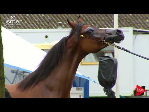 N.100 SHEALLA BY JYAR - Strohen 2019 C European - Yearling Fillies (Class 3)