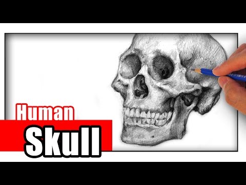 How to Draw a Skull with Pencil