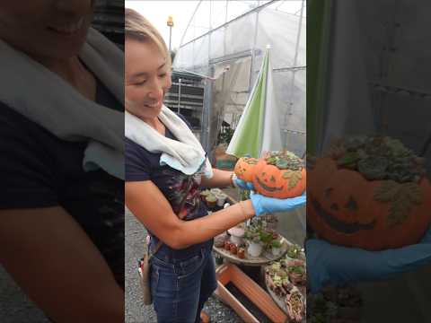 あなたにぴったりの屋外開花多肉植物はどれですか?あなたの庭を明るくする5つの可能性!  庭園