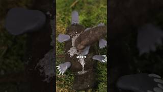 Download lagu Platypuses sweat milk mp3 Download lagu Platypuses sweat milk mp3