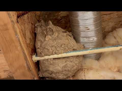 Yellow Jackets Pause Bathroom Remodeling in Beach Haven, NJ