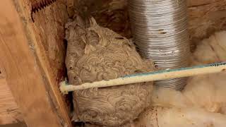 Watch video: Yellow Jackets Pause Bathroom Remodeling in Beach Haven, NJ