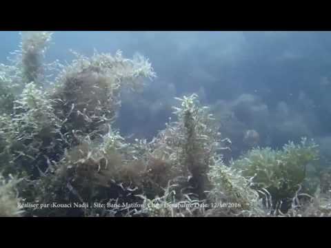 Sargassum vulgare