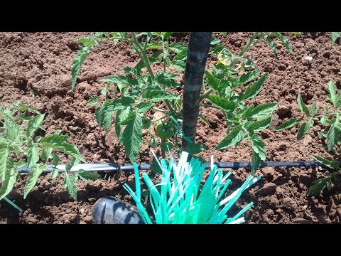 PARADAJIZ-odrzavanje biljni preparati -dobri susjedi