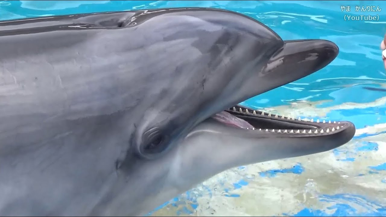 イルカにいやされる動画 / 名古屋港水族館