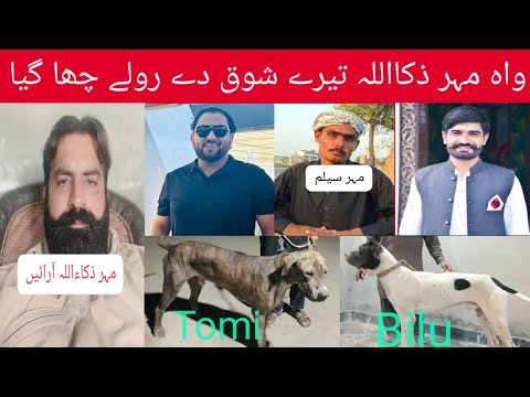 Good Interview of Mehar Zakaullah And Big Shoq Shikar And Bloodline Dog Name Bilu & Chandi&Tomi#dog