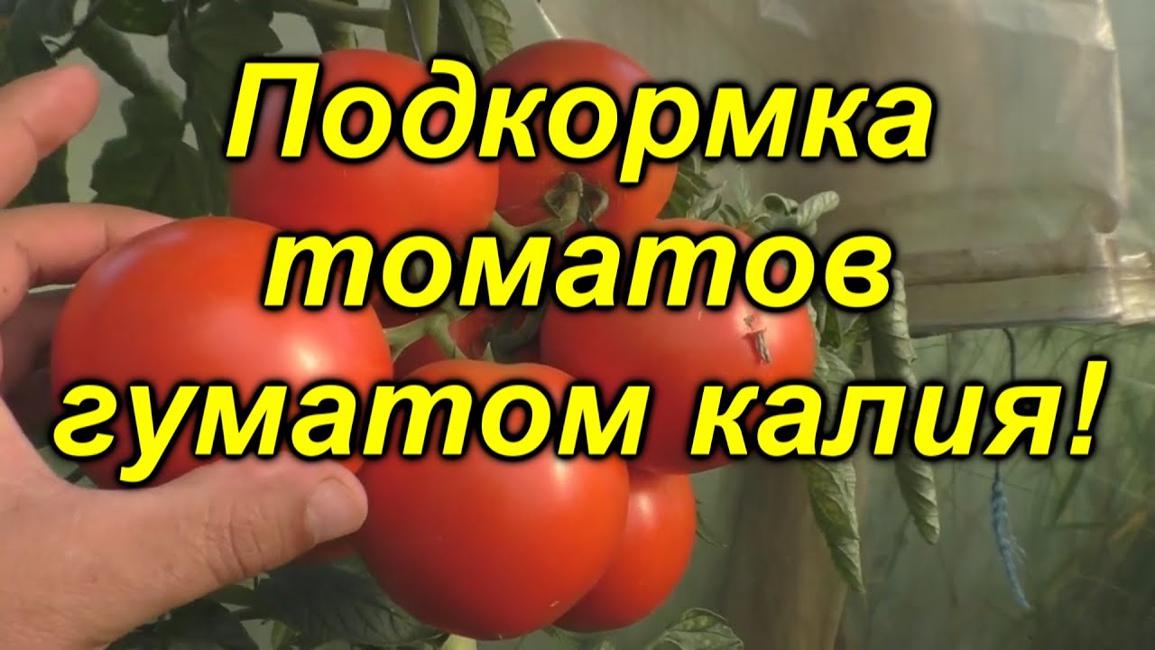 Подкормка томатов ГУМАТОМ КАЛИЯ - как это правильно делать.