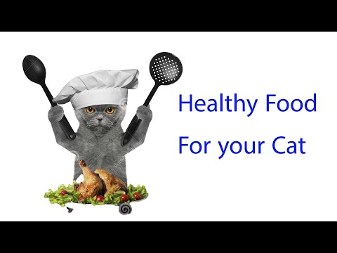 Homemade,  Delicious, healthy  food recipe for your cat or stray cats