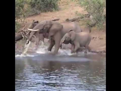 Crocodile vs Elephant Fight Crocodile in River