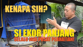 Download lagu BEGINI PENJELASAN OM CATUR : KENAPA SIH, MURAI BATU EKOR PANJANG SELALU JADI PUSAT PERHATIAN! mp3 Download lagu BEGINI PENJELASAN OM CATUR : KENAPA SIH, MURAI BATU EKOR PANJANG SELALU JADI PUSAT PERHATIAN! mp3
