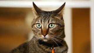 Mean Kitty: a TRILLION fps (Frames Per Second)