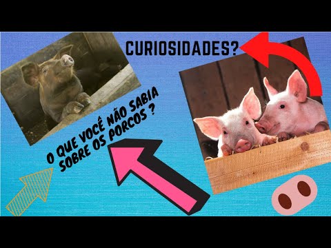 , title : 'Curiosidades Sobre os Porcos!!! Que Você não Sabia ?'