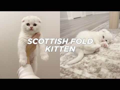 BRINGING HOME OUR NEW SCOTTISH FOLD KITTEN | Stella Vataman