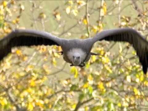 Der Pleitegeier by W. Schachner (Schachner & friends)