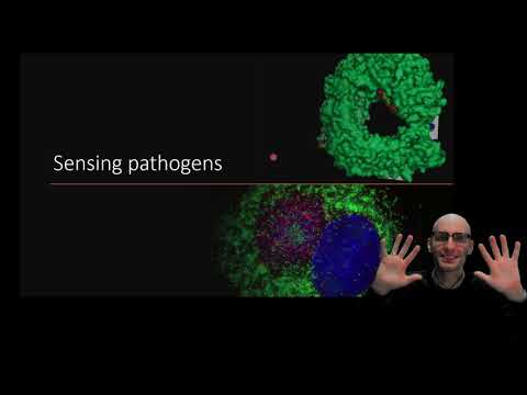Sensing pathogens and tissue damage