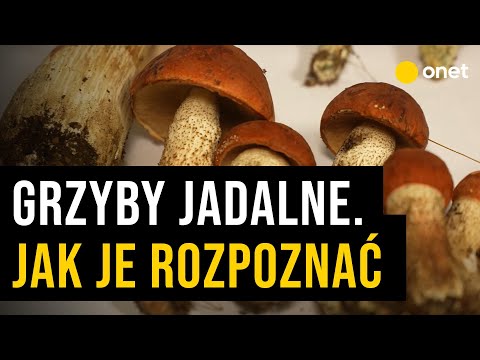 Grzyby jadalne - jak je rozpoznać! Pokazujemy na przykładach