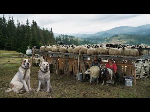 Life in Total Isolation: Shepherding 750 Sheep Deep in the Remote Carpathians