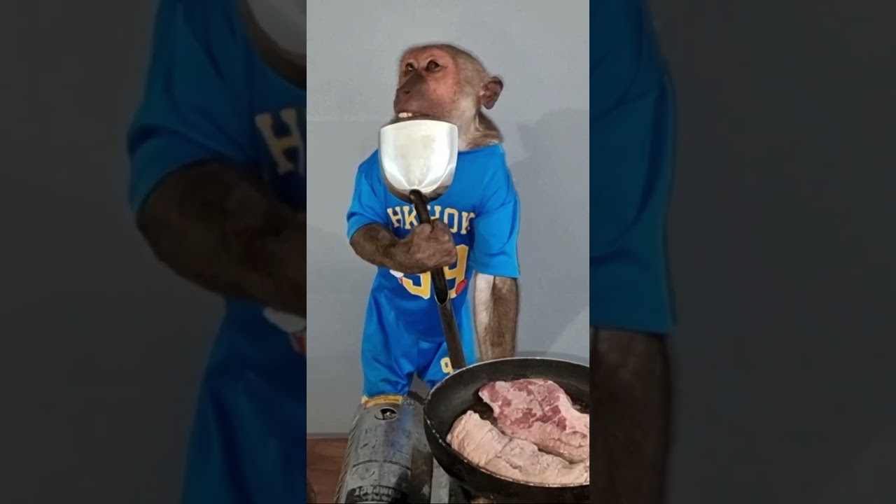 cute monkey cooking fun