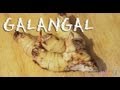 What Is Galangal? / How to Make Candied Galangal Recipe What Is Galangal? / How to Make Candied Galangal Recipe