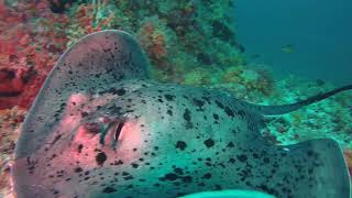 Код ошибки c1242 Lancia - инструкция по устранению