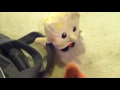 The SpongeBob SquarePants Movie Plush Edition Part 7 County Line